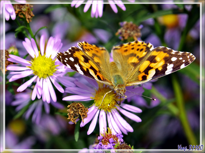 Papillon Belle-Dame, Vanesse des chardons, Painted lady, Formerly cosmopolitan (Vanessa cardui) recto et verso - Lartigau - Milhas - 31