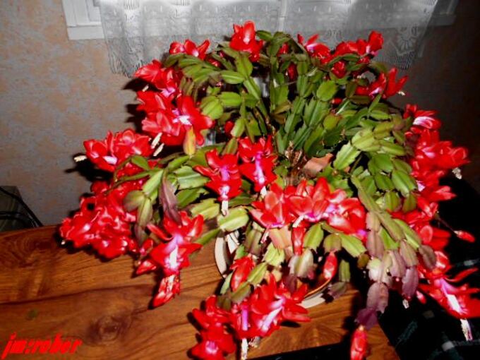 Qui n'a pas cette plante d'Amérique du Sud dans sa maison en boutons ou en pleine floraison 