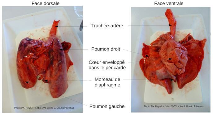 La dissection du bloc coeur-poumons