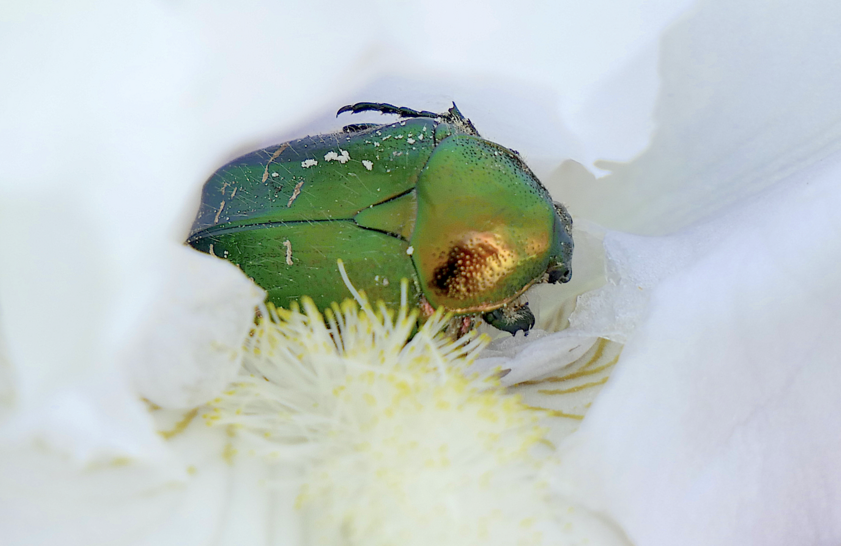 La cétoine dorée (Cetonia aurata)