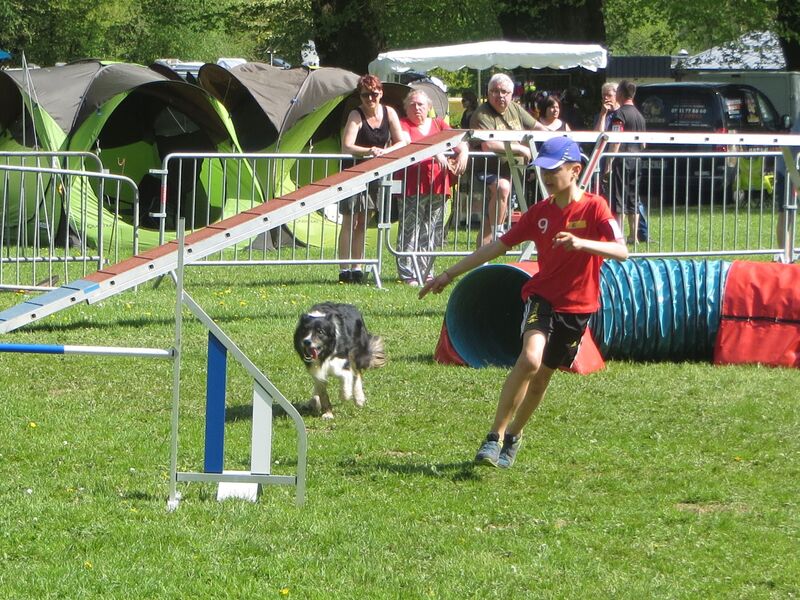 Agility chien