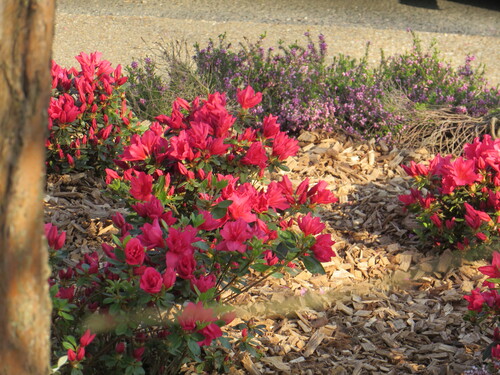 Des fleurs, un arbre