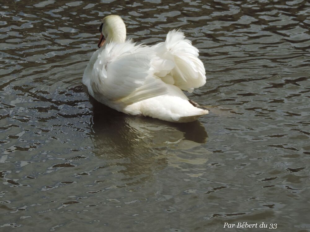 c'est un cygne !