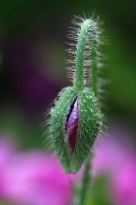 Papaver 2014 - 2 : Rhoeas 