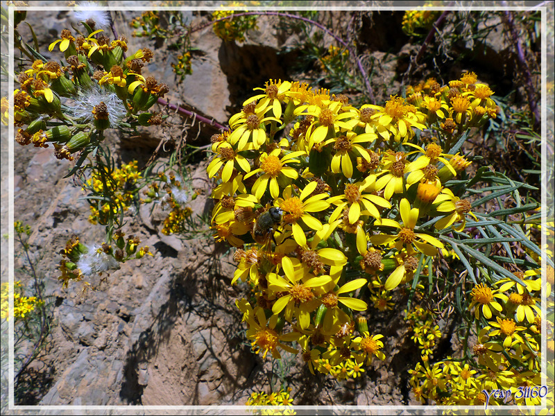 Arnica des Andes (Senecio pseudotides) - Pisac - Pérou