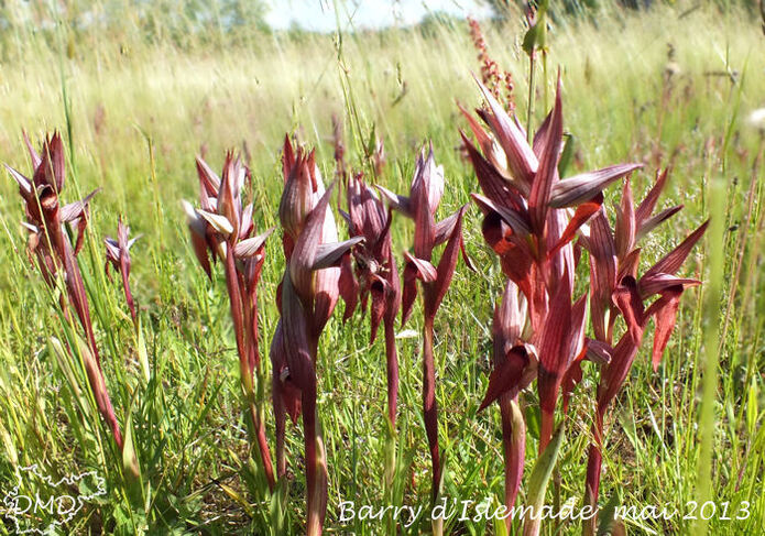 Serapias vomeracea  -  sérapias à labelle allongé