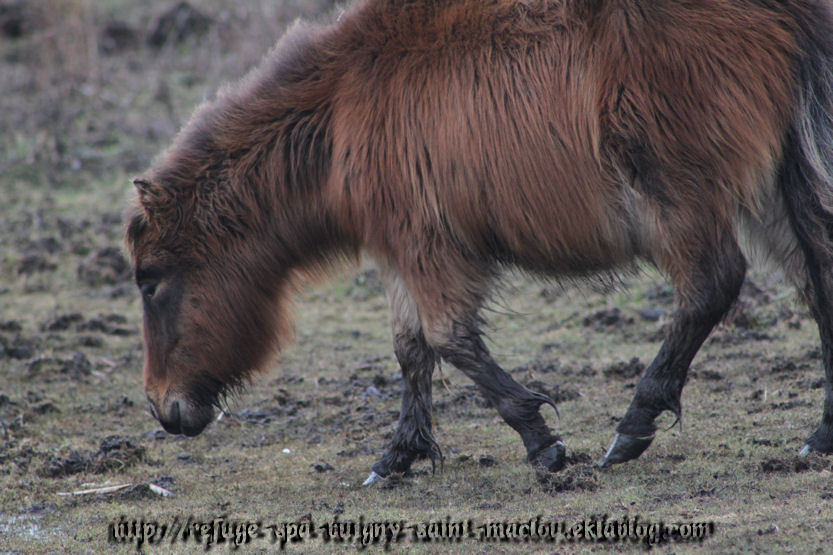 Les poneys d'Epagne Epagnette ....