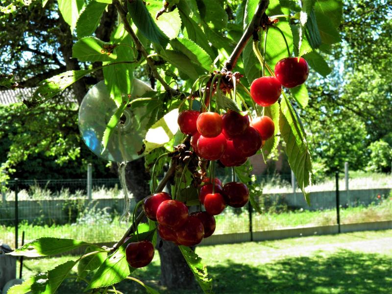 Empecher Les Oiseaux De Manger Les Cerises Les cerises... - beewell