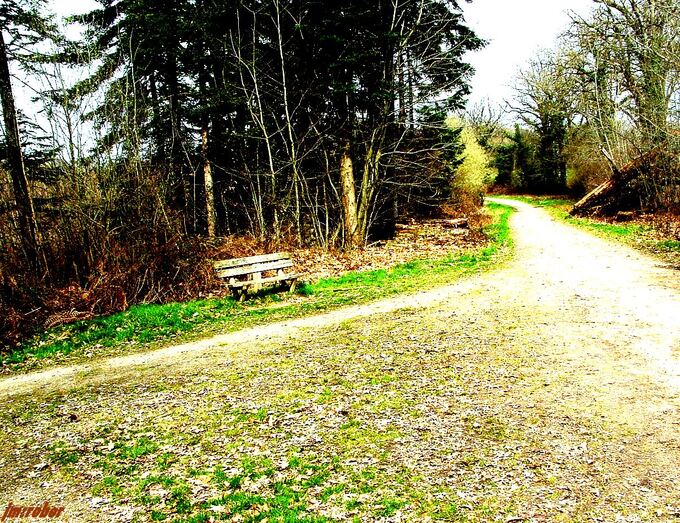 Weekend en forêt pour cette 8ème journée internationnale 