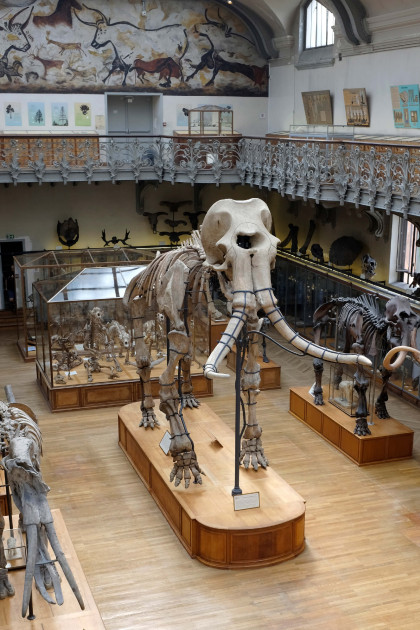 Squelette du mammouth de Durfort restauré ©MNHN-J.-C.Domenech.jpg