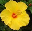 hibiscus-jaune.PNG