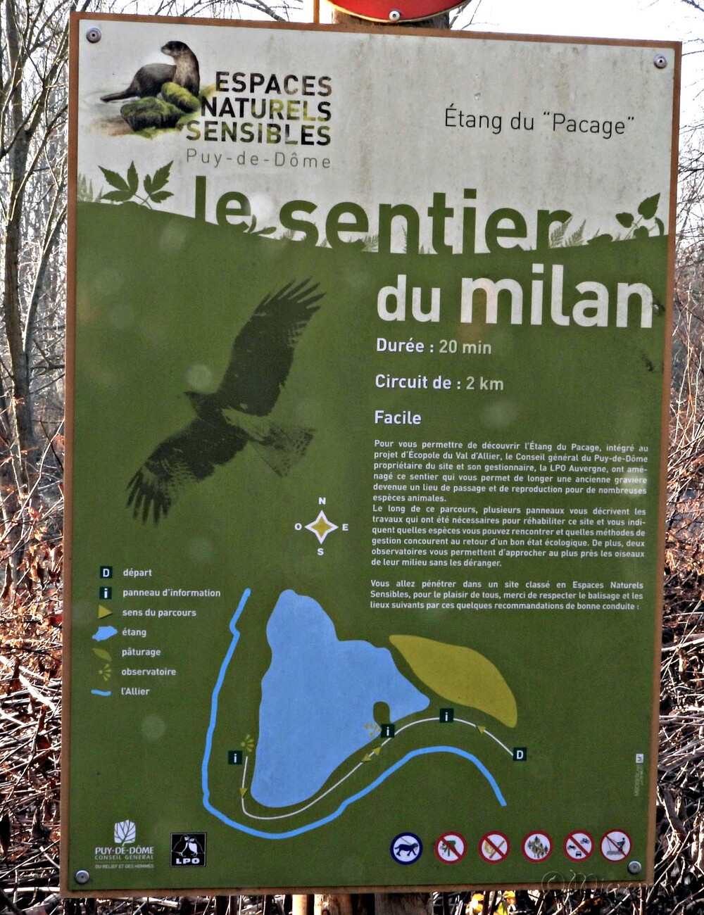 Le Milan noir à l'Ecopôle du Val d'Allier