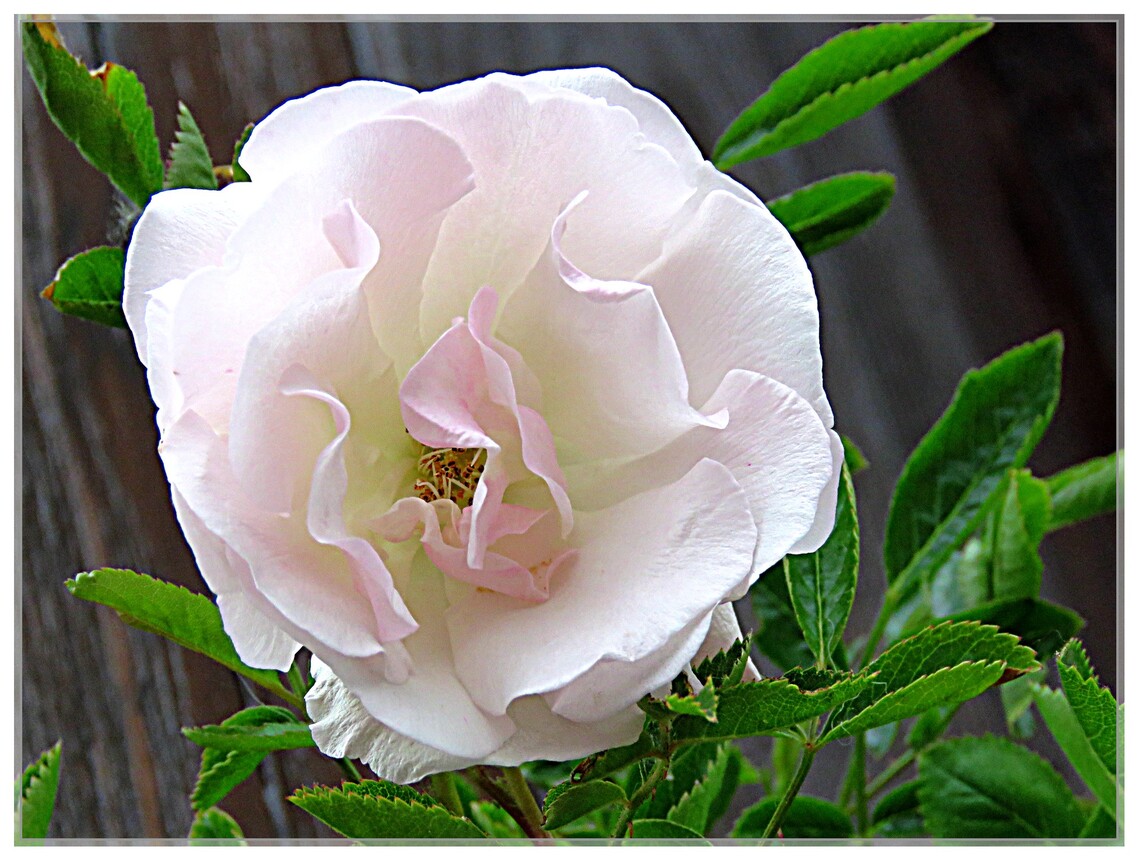 BOUQUETS DE ROSES DU JARDIN  2020