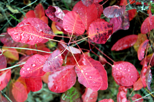 Des feuilles en automne ... bis