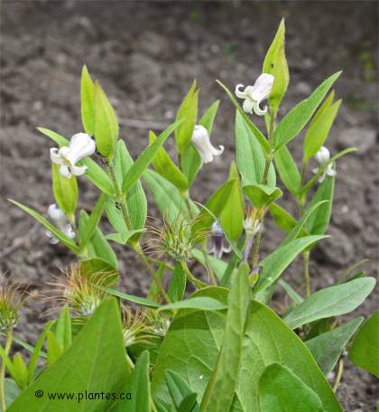 Photo de Clématite de Fremont - Clematis fremontii