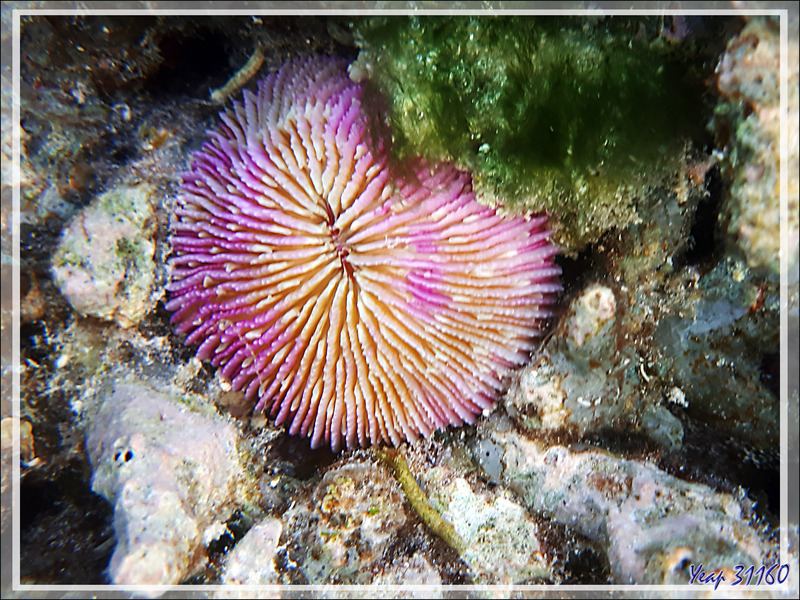 Corail champignon à septes ondulés, Septa ondulate mushroom coral (Fungia scutaria) - Snorkeling à Moofushi - Atoll d'Ari - Maldives