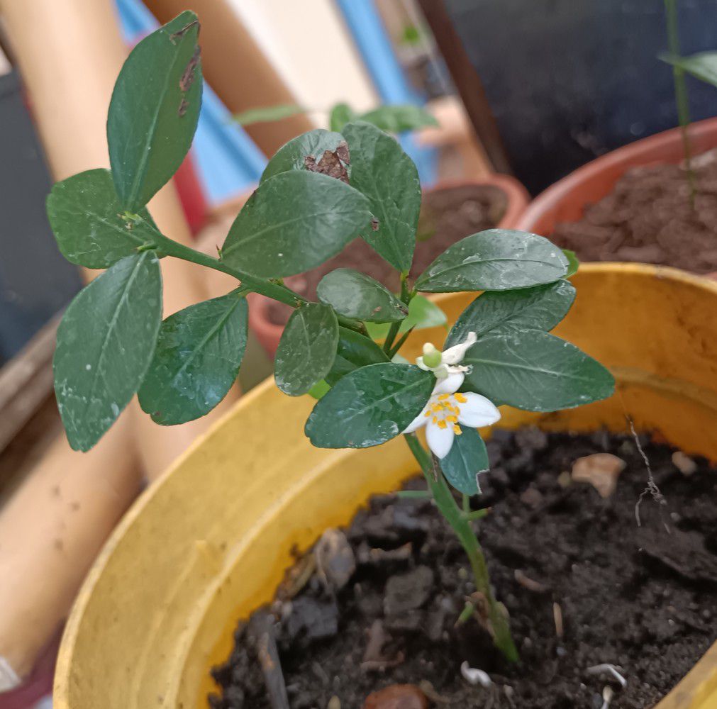 Des fleurs sur mes boutures de citronniers...