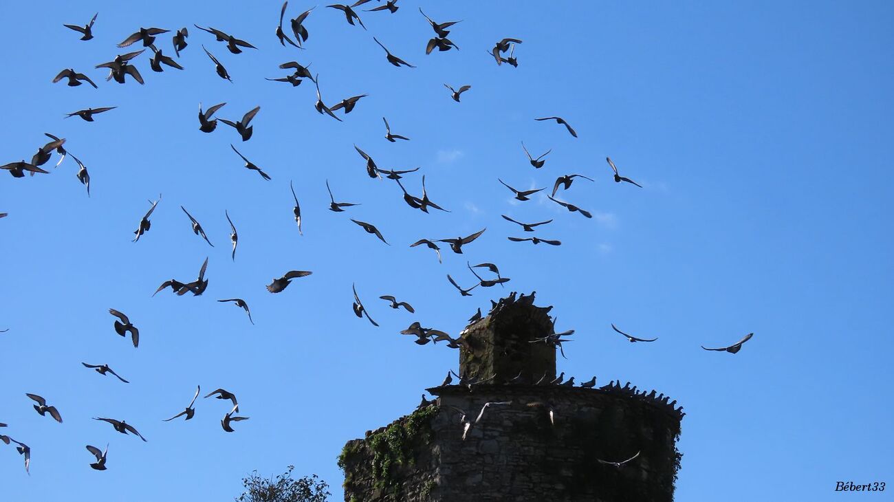 oiseaux à Sauveterre du Béarn