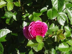 Les fleurs de mon jardin au mois de juin