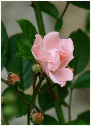 Chédigny .. une suite fleurie et parfumée 