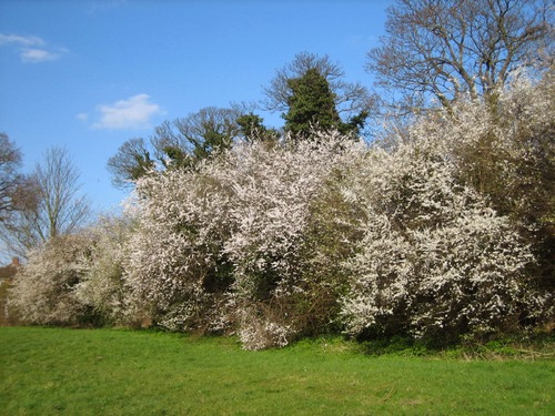 Prunelles à la japonaise