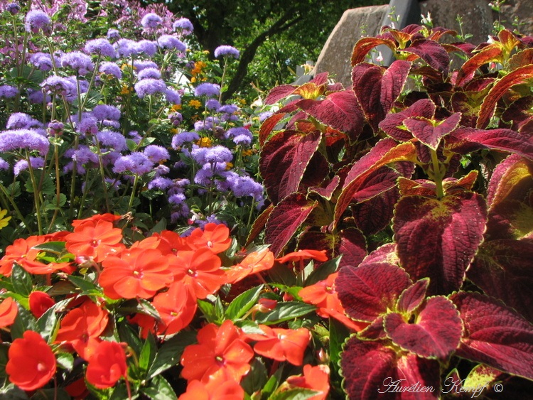 Quelques fleurs