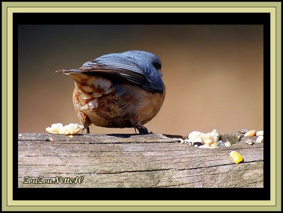 CUL-D-OISEAUX-SITTELLE-AAA--------N---9--.jpg