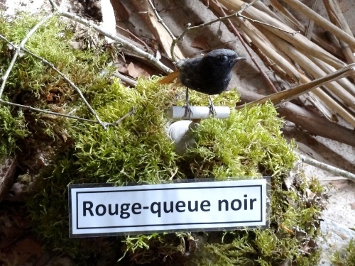 Une exposition d'animaux naturalisés à la Maison de la Forêt de Leuglay