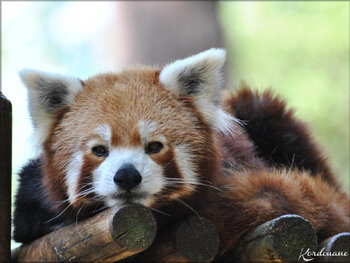Photos des Pandas Roux du Zoo de la Palmyre