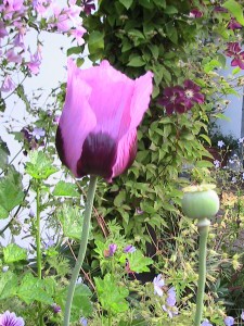 Papaver somniferum