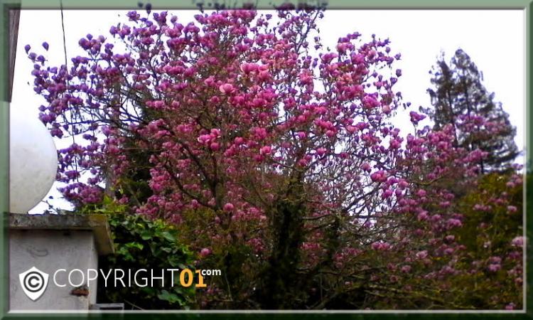 des sous-bois de tulipes en mélange de couleurs ,variétés apeldorm