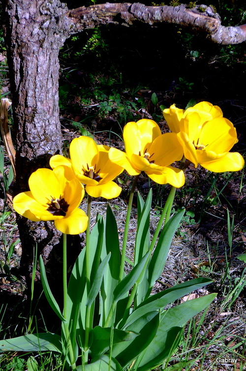 Les tulipes de mon jardin !