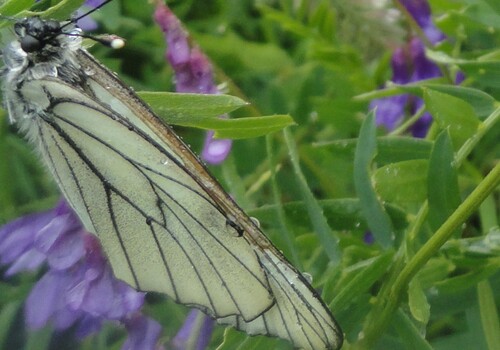 (Insectes) Papillons