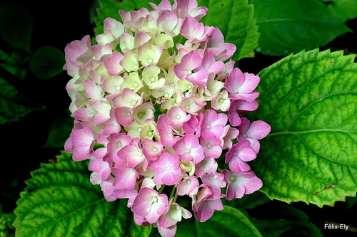 Les hortensias roses