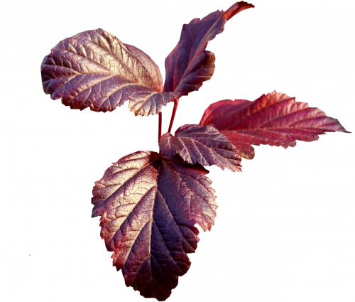 Tubes png feuilles