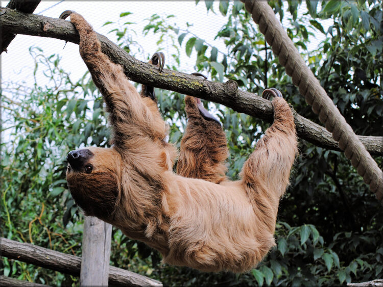 Photo de Paresseux du Zoo de la Boissière du Doré