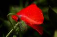 ROUGES LARMES
