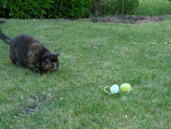 Chasse aux oeufs de Paques et chat