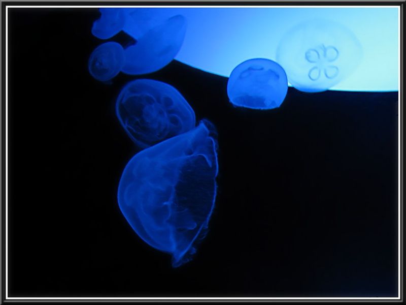 meduse_bleue