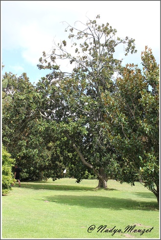 Le jardin des Capellan, à St Cyprien