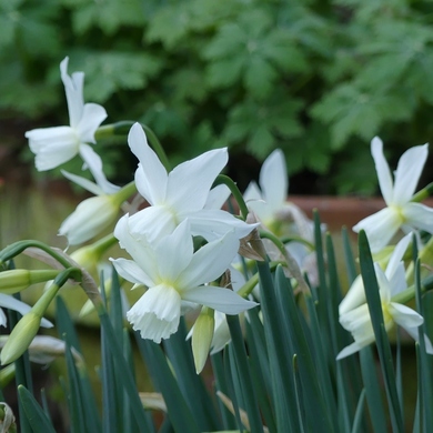 Tous ces bulbes qui font le printemps...