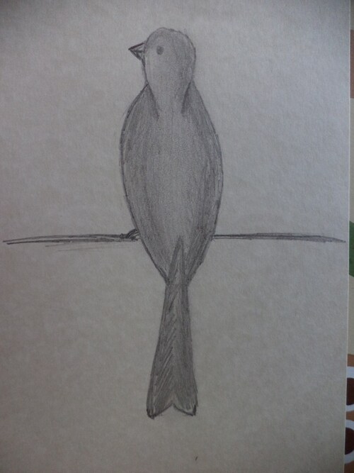 Oiseaux au crayon