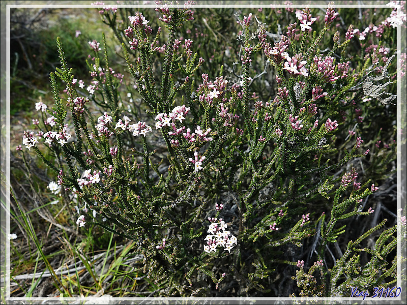 Buisson noir, Black bush, Mata negra (Mulguraea tridens ou Junellia tridens) - Torres del Paine - Patagonie - Chili