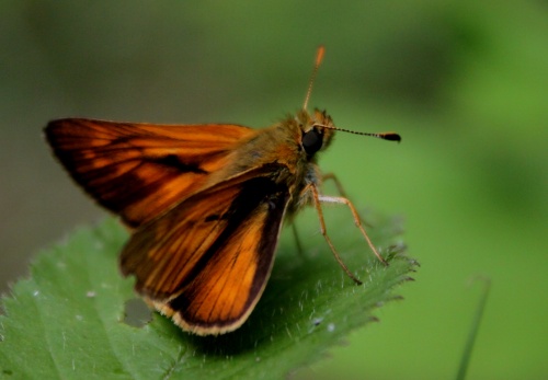 Papillon la sylvaine