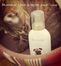 Monsieur Chat a testé... Le shampooing sans rinçage de Keradog (ultra premium direct)