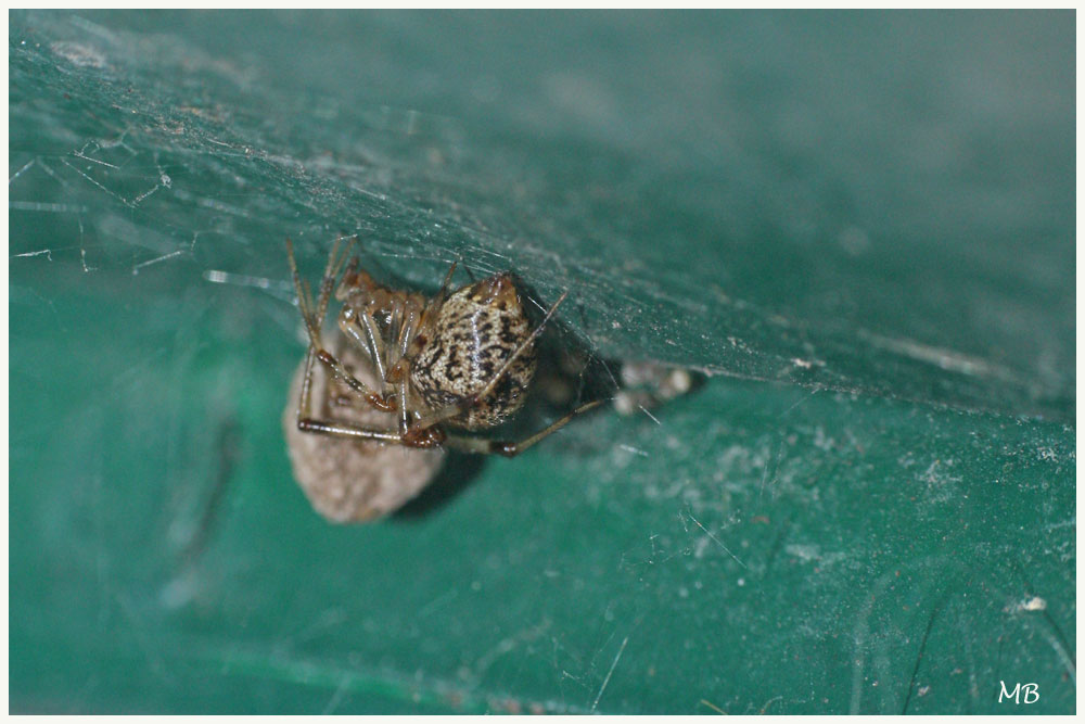 Arachnides-04-7360.jpg