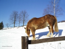 Images de chevaux