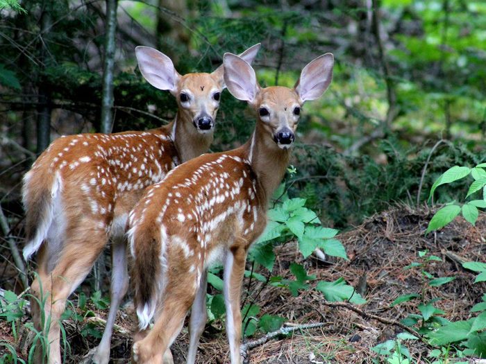 D'adorables faons dans la nature au Canada.