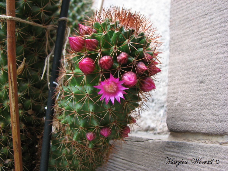 Mon vieux cactus fleurit