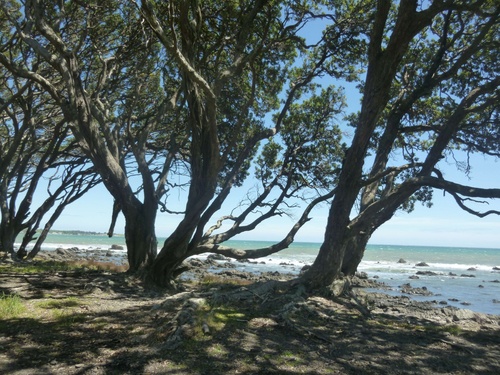 Waipiro Bay